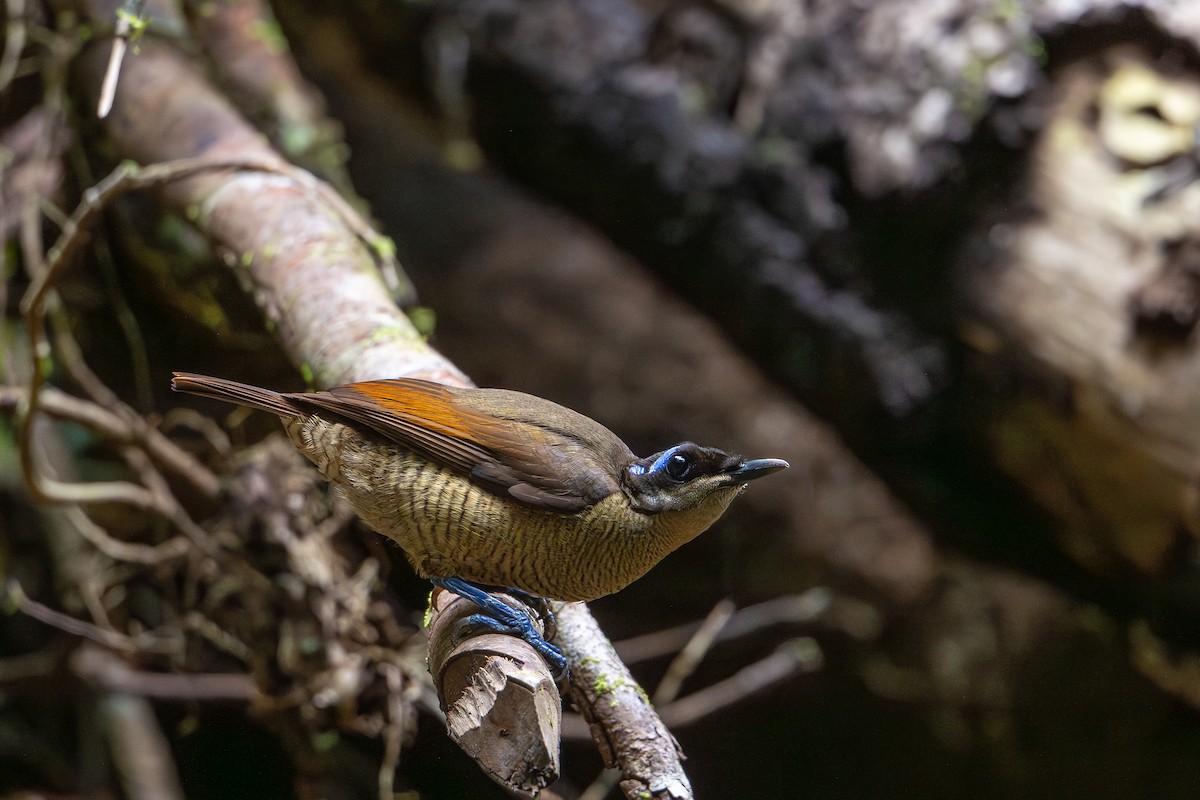 Wilson's Bird-of-Paradise - ML647098871