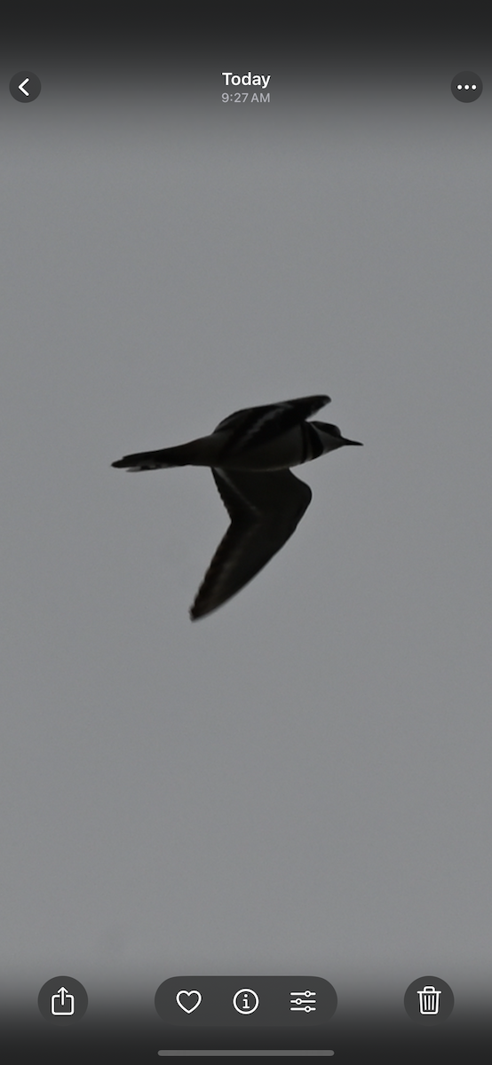 Killdeer - ML647098872