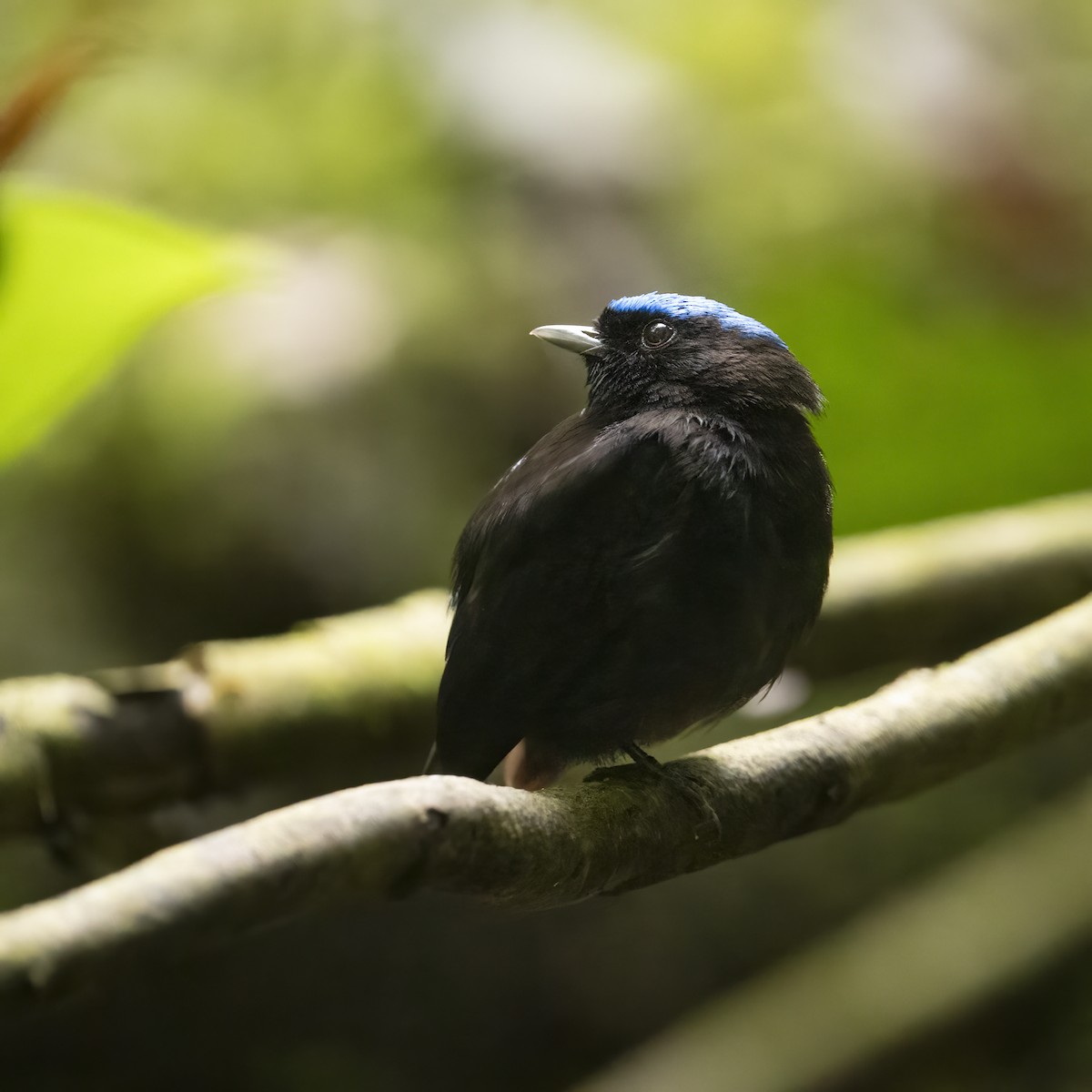 Velvety Manakin - ML647098875