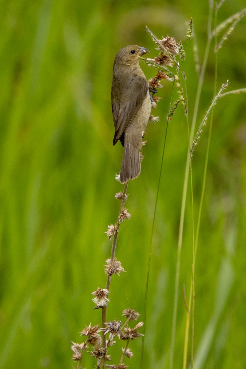 Расписной просяночник - ML647098876