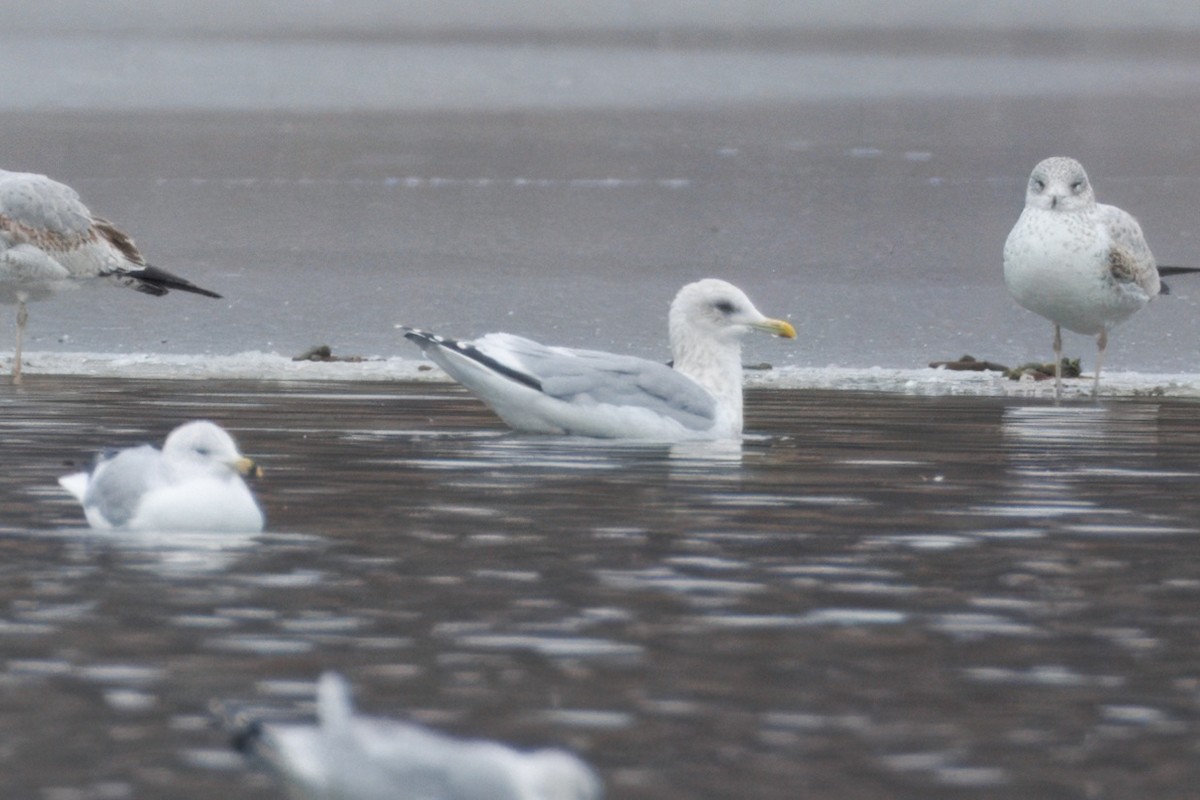 Iceland Gull (Thayer's) - Sameer Ajmani