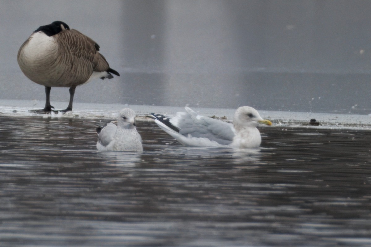 Iceland Gull (Thayer's) - Sameer Ajmani