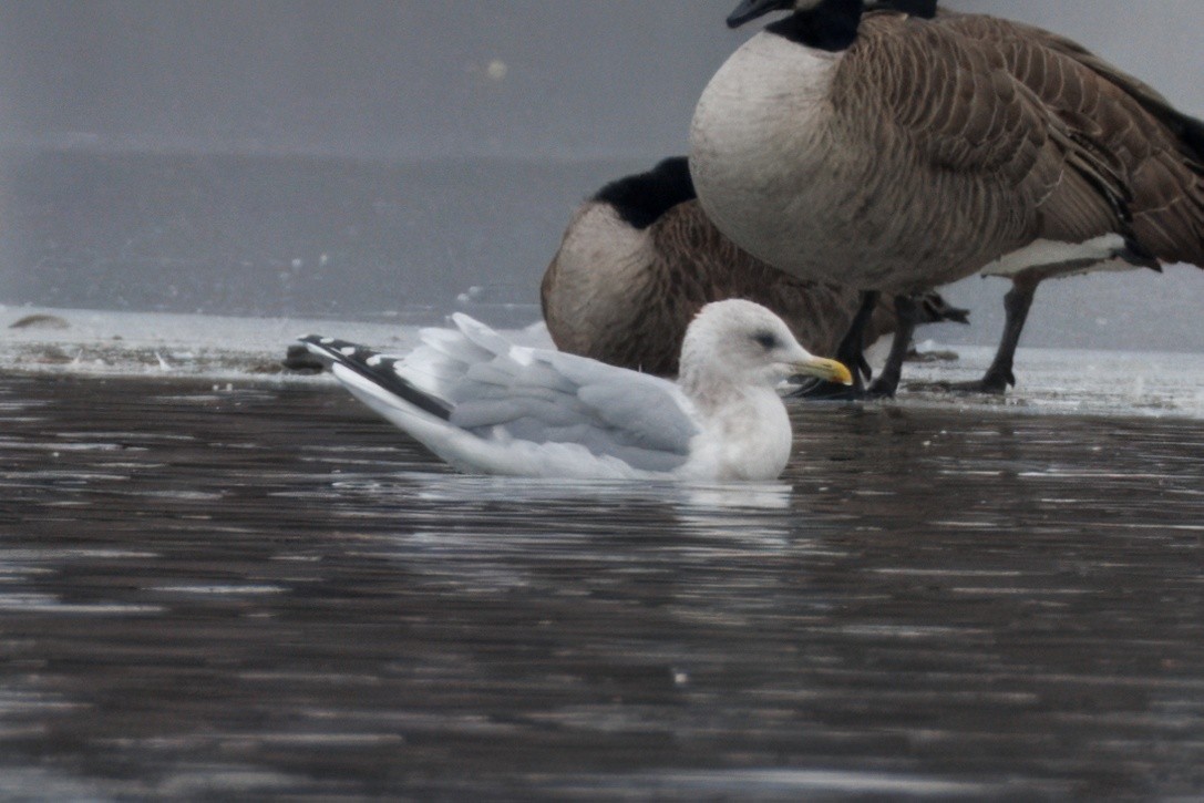 Iceland Gull (Thayer's) - Sameer Ajmani
