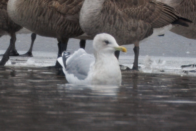 Iceland Gull (Thayer's) - Sameer Ajmani