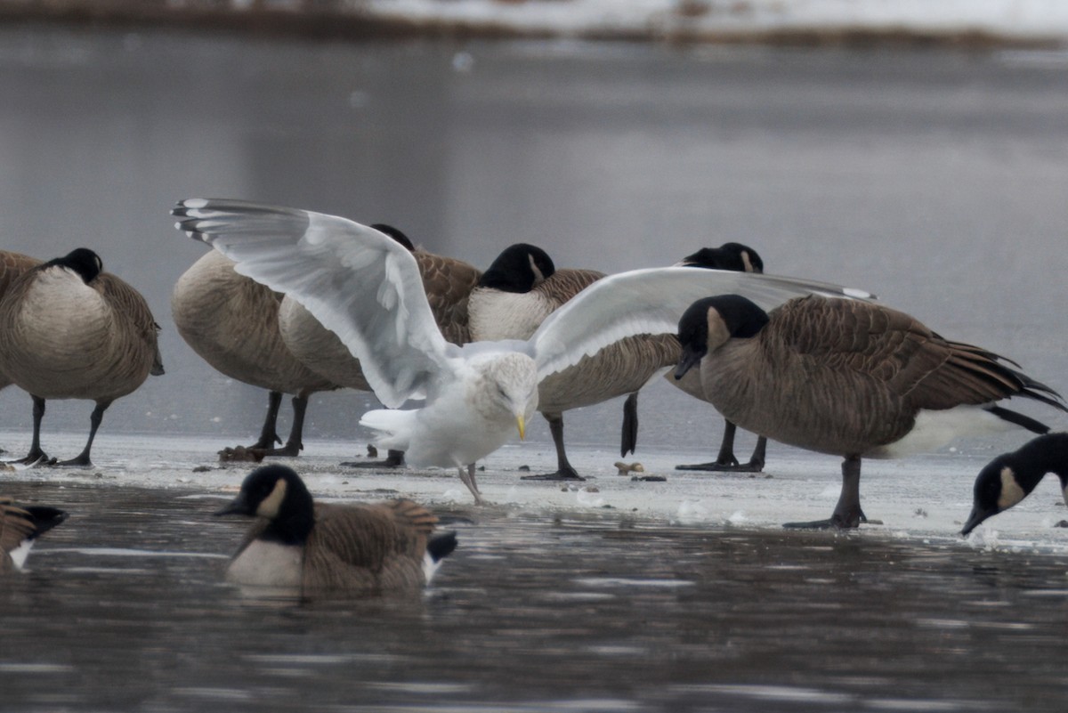 Iceland Gull (Thayer's) - Sameer Ajmani