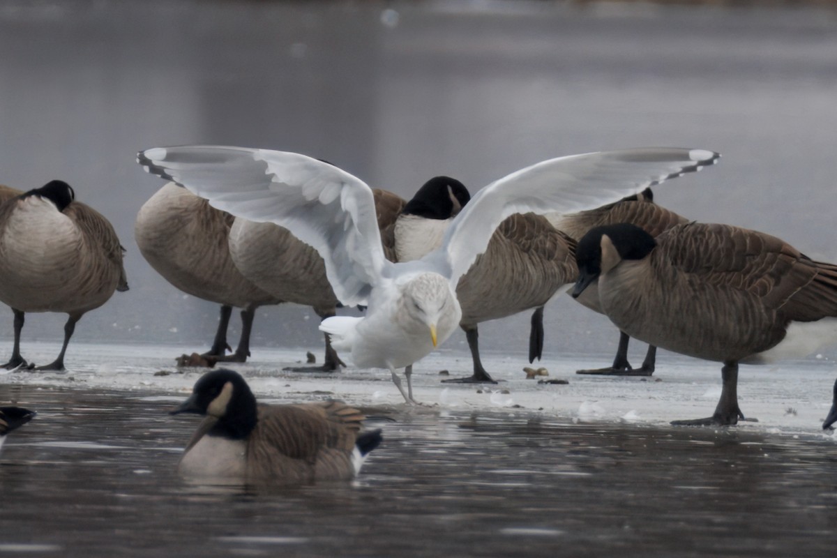 Iceland Gull (Thayer's) - Sameer Ajmani