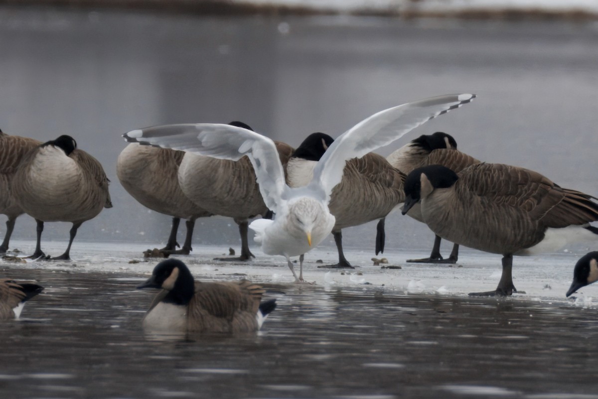 Iceland Gull (Thayer's) - Sameer Ajmani