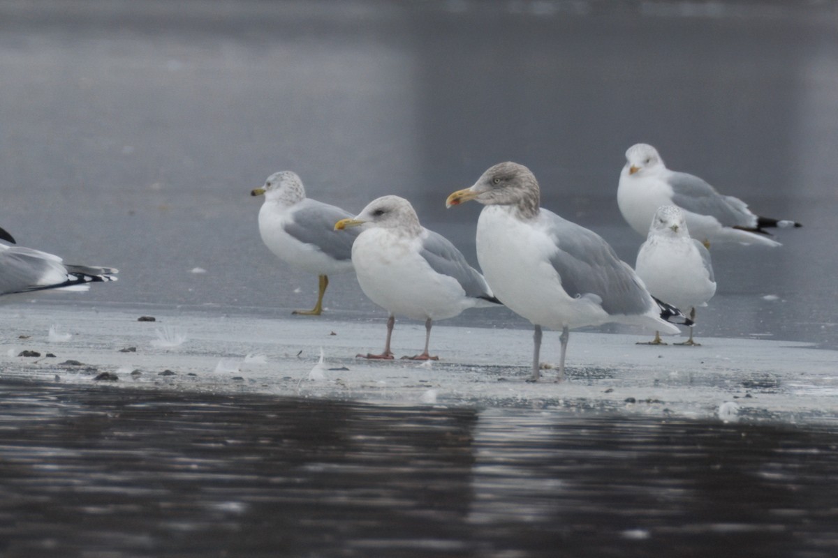 Iceland Gull (Thayer's) - Sameer Ajmani