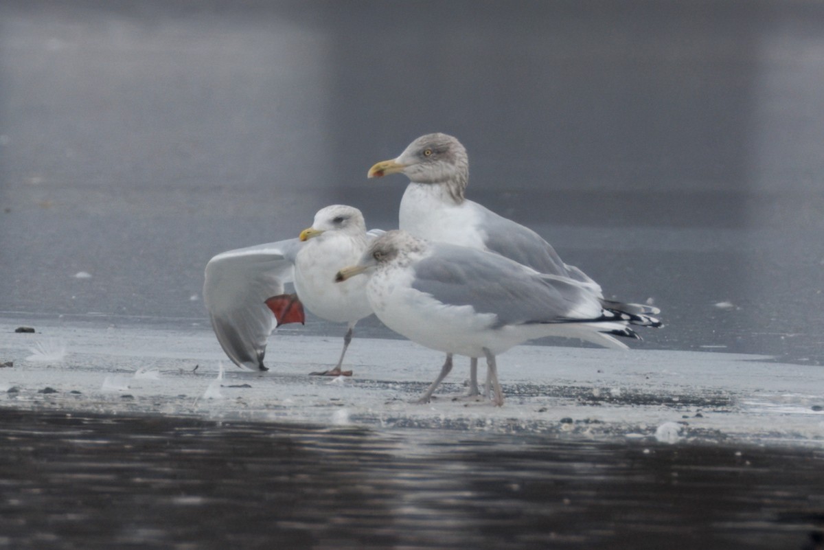 Iceland Gull (Thayer's) - Sameer Ajmani