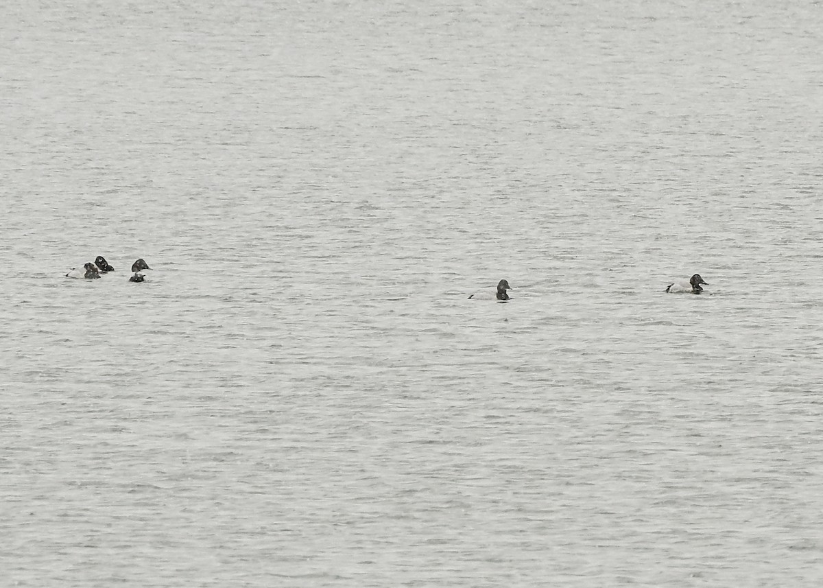 Canvasback - ML647098887