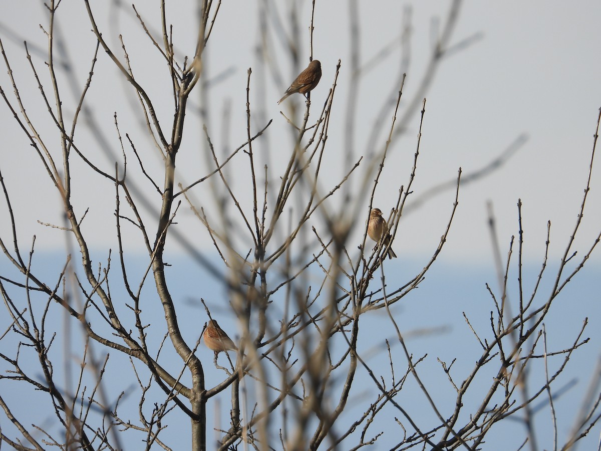 Алтан цэгцүүхэй - ML647098898