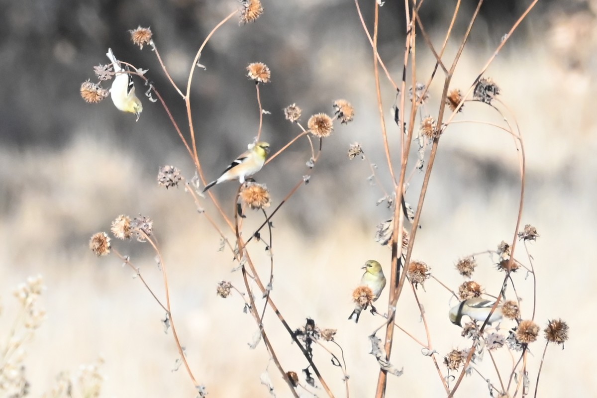 čížek žlutý - ML647098901