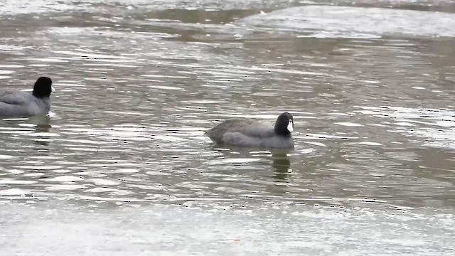 Amerika Mekesi - ML647098902