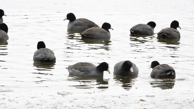 Amerika Mekesi - ML647098903