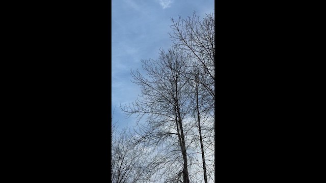 Al Kanatlı Karatavuk - ML647098912