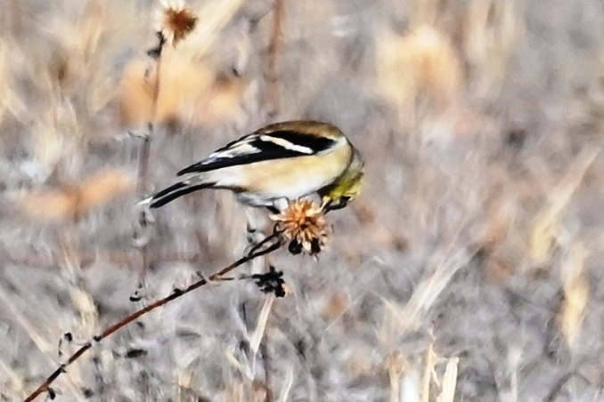 čížek žlutý - ML647098958