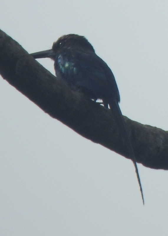 Paradise Jacamar - ML647098959