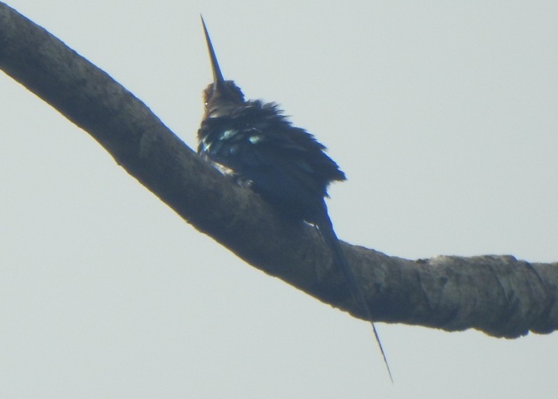 Paradise Jacamar - ML647098960