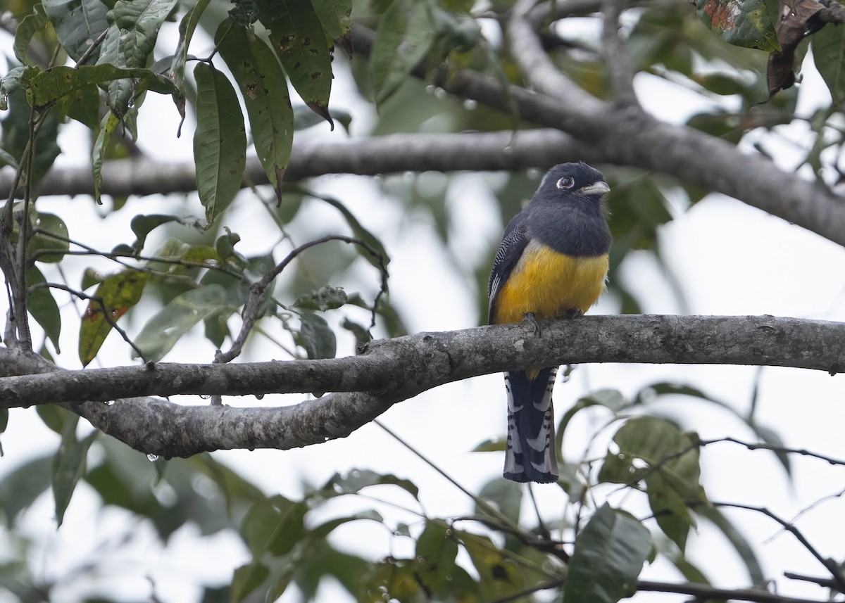 Gartered Violaceous Trogon - ML647098971