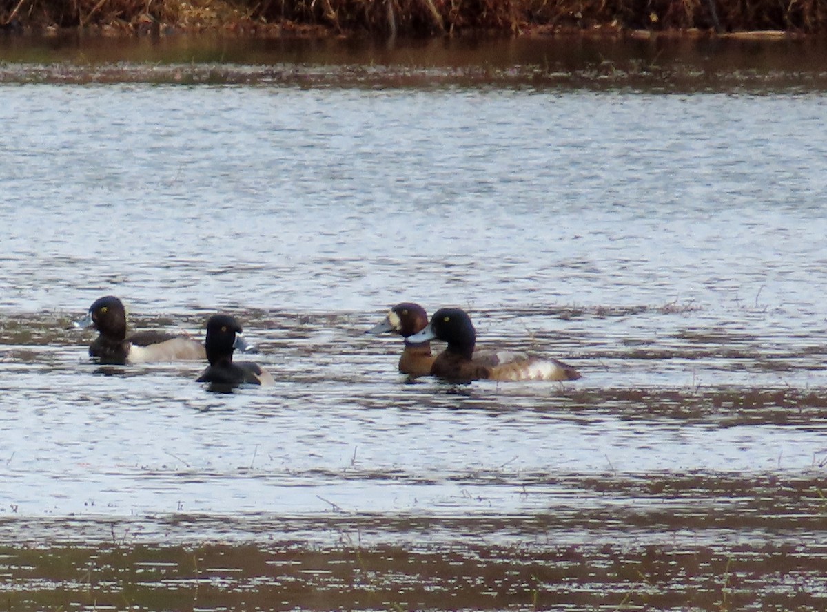 Porrón Bastardo - ML647098972