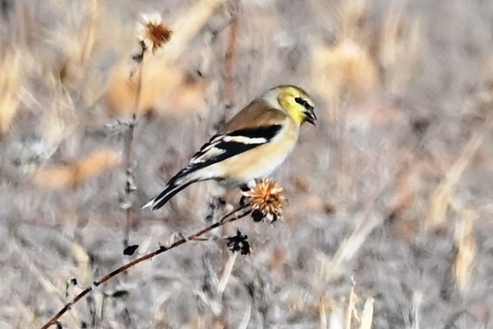 čížek žlutý - ML647098974