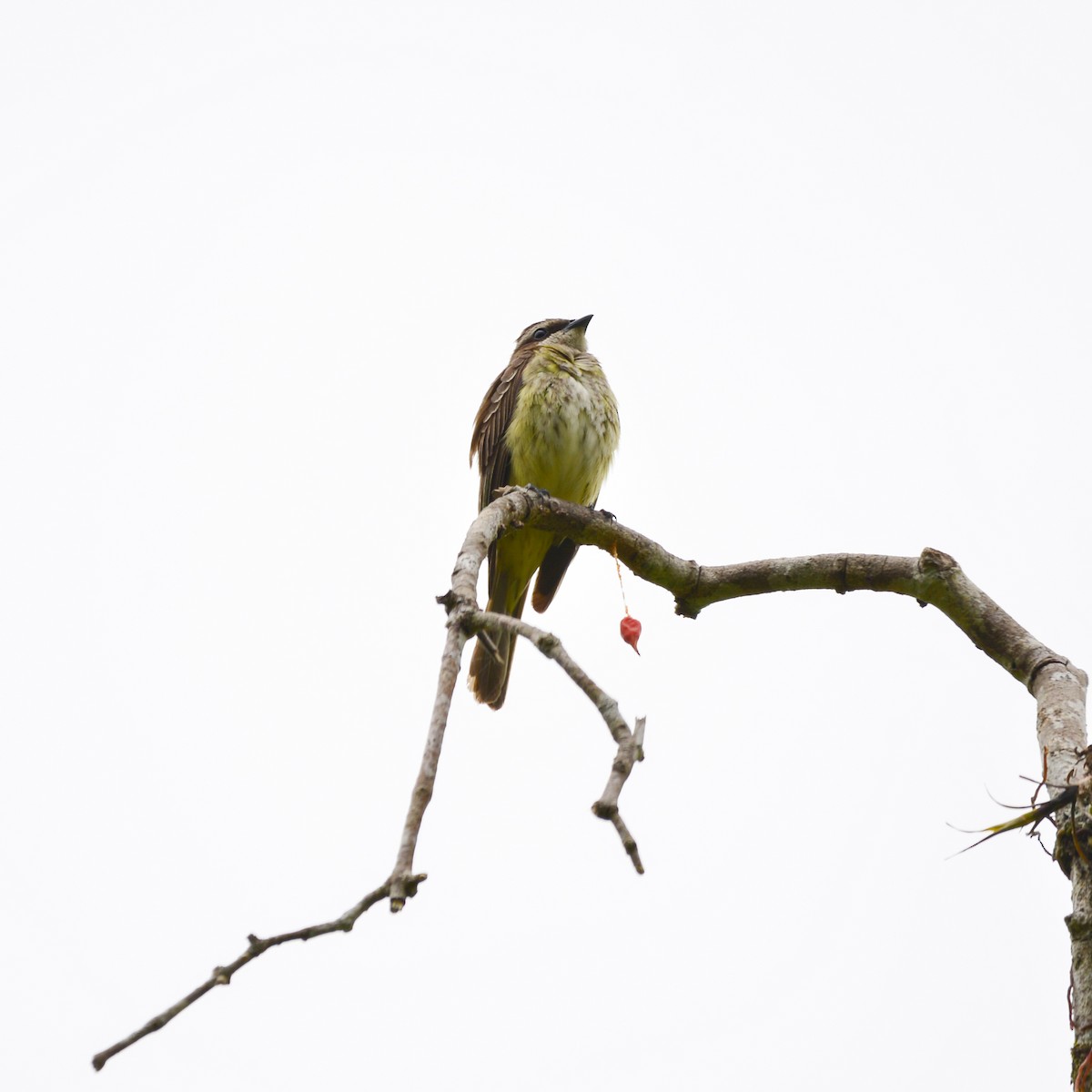 Piratic Flycatcher - ML647098977