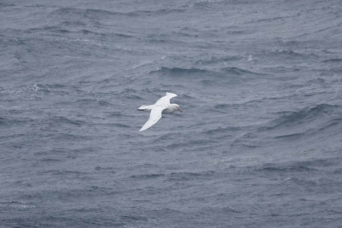 סערון-ענק דרומי - ML647098980