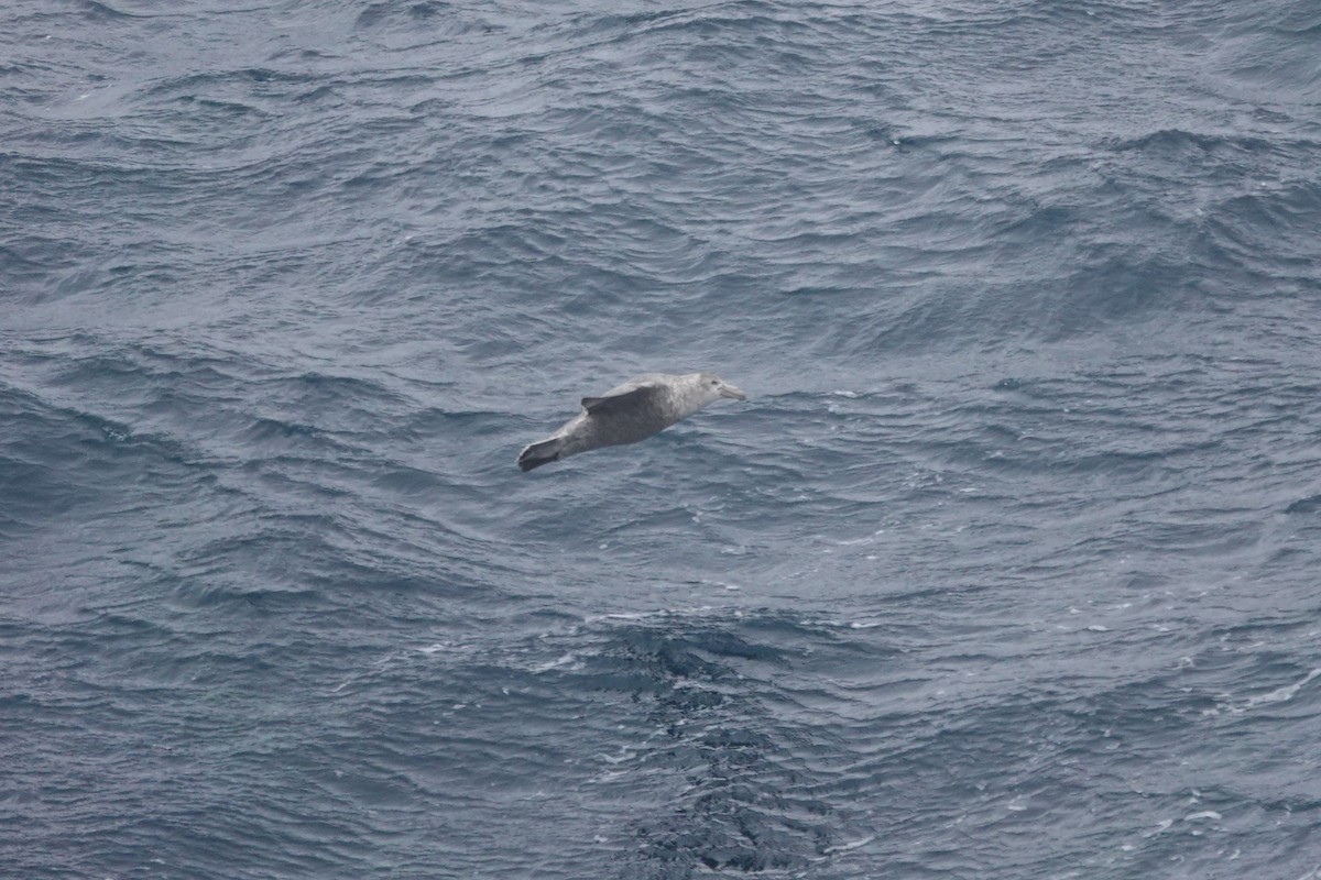 סערון-ענק דרומי - ML647098981