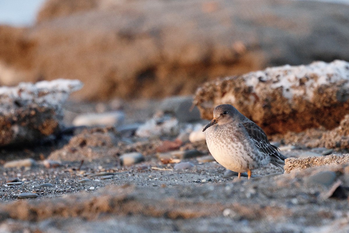 Purple Sandpiper - ML647098982