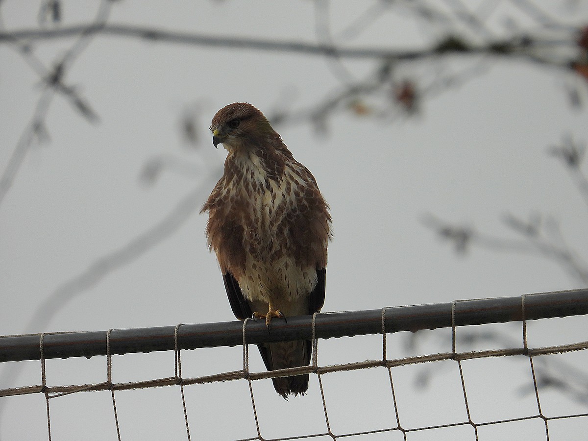 Ойн сар - ML647098986