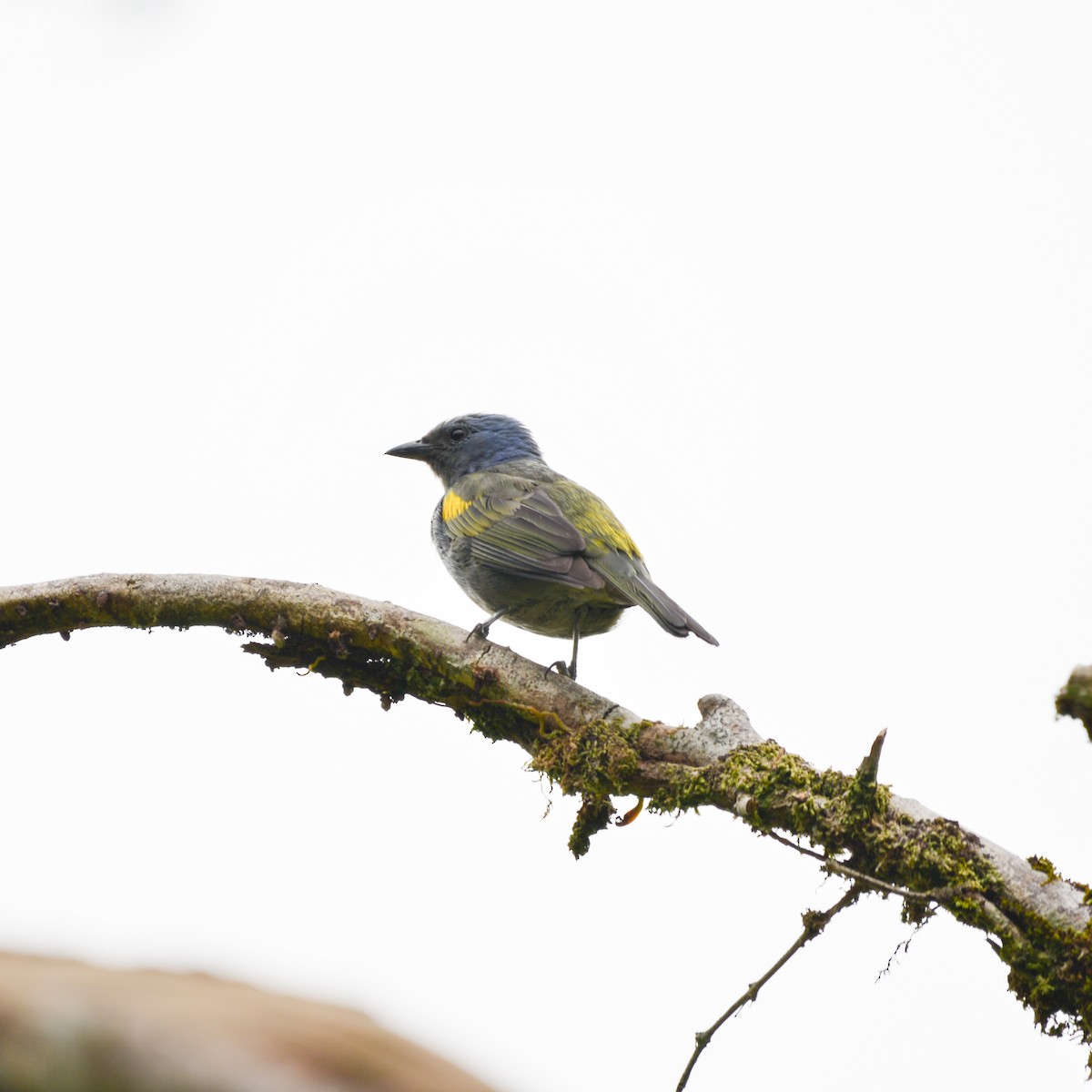 Golden-chevroned Tanager - ML647098989