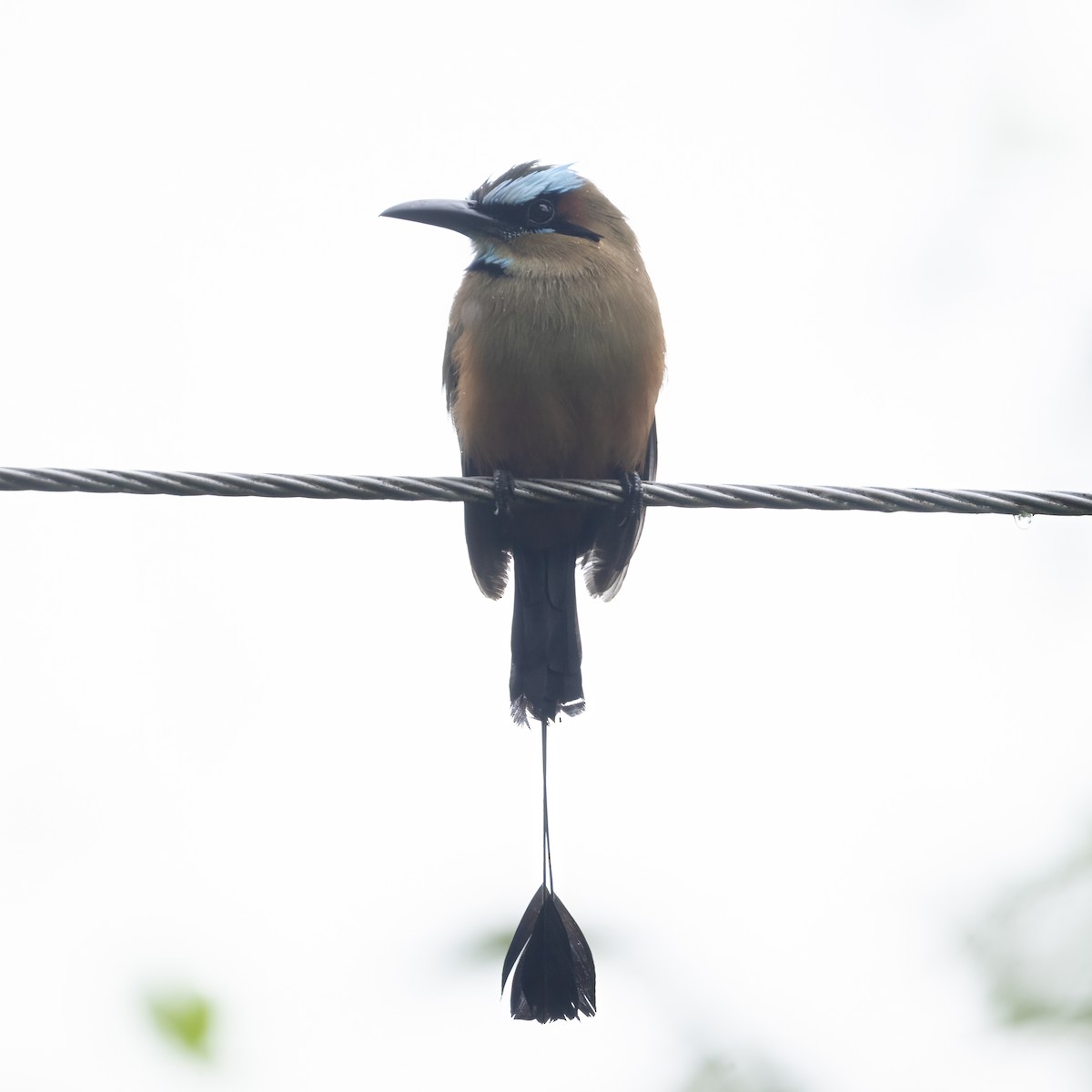 Момот рудочеревий - ML647098991