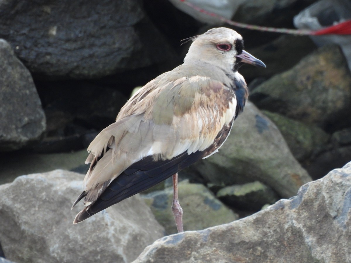 Southern Lapwing - ML647099011