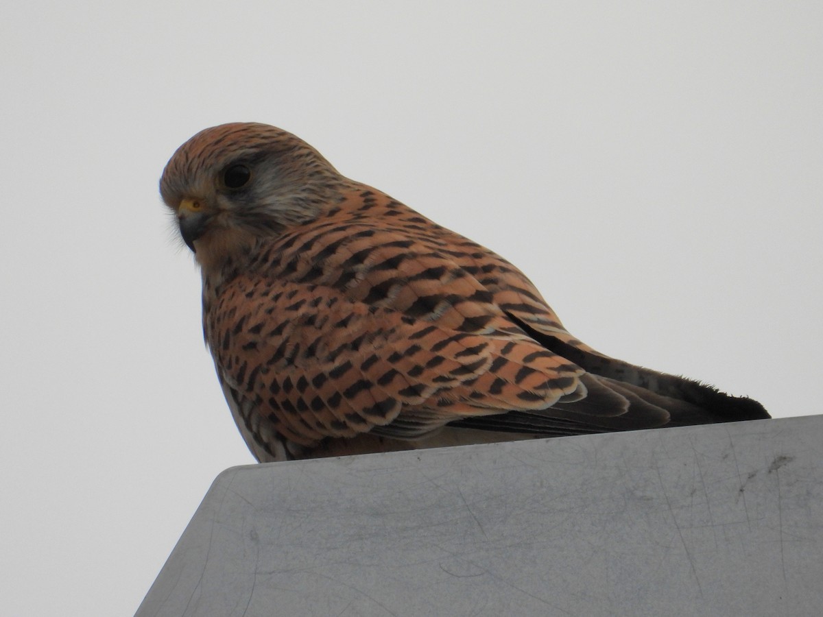 Начин шонхор - ML647099015