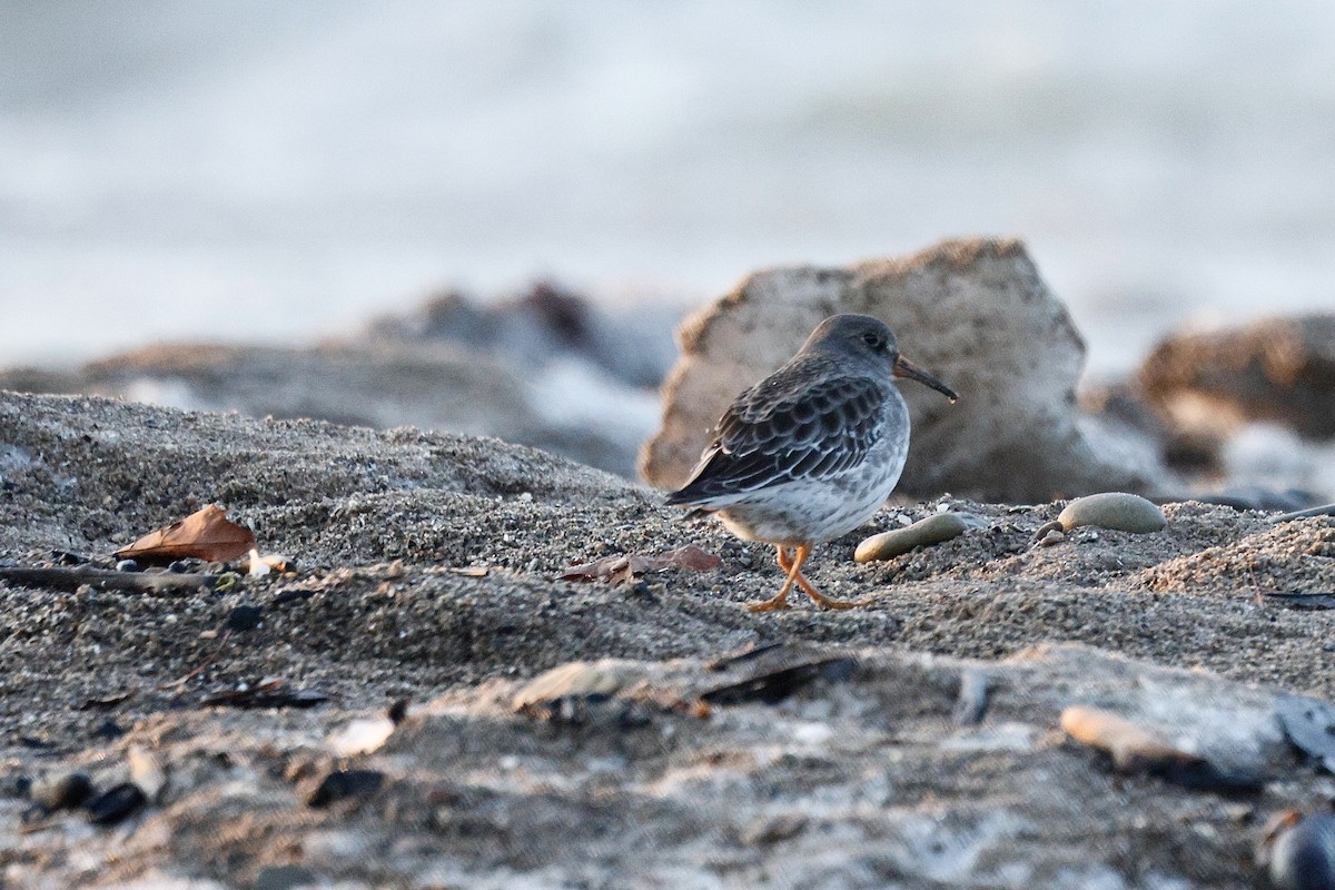 Purple Sandpiper - ML647099023