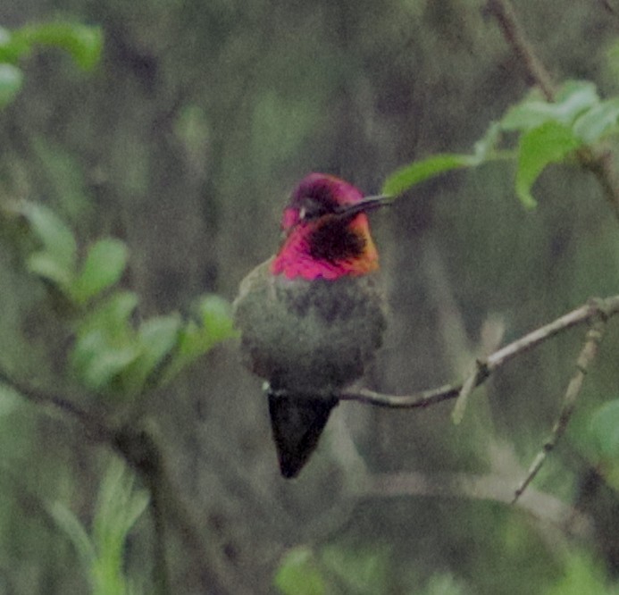 kalypta růžovohlavá - ML647099025