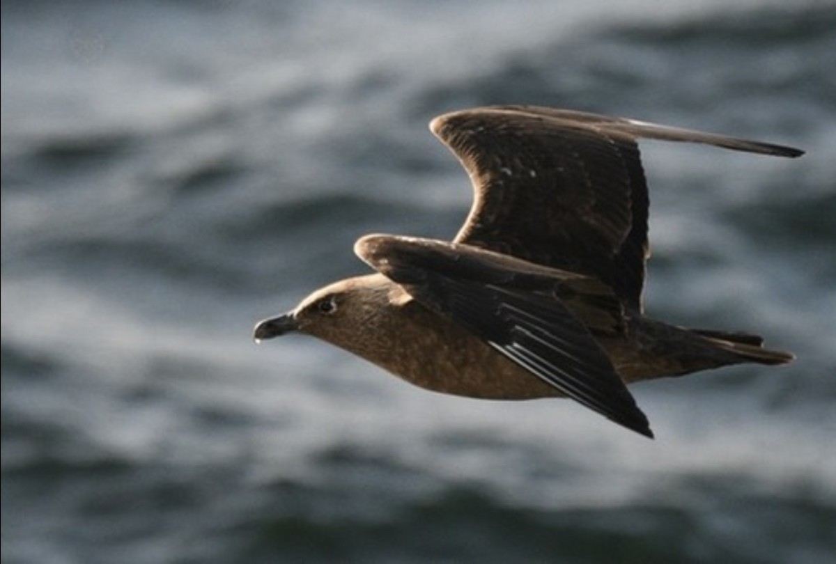 Chileskua - ML647099026