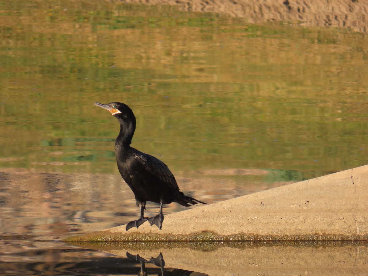 flodskarv - ML647099028