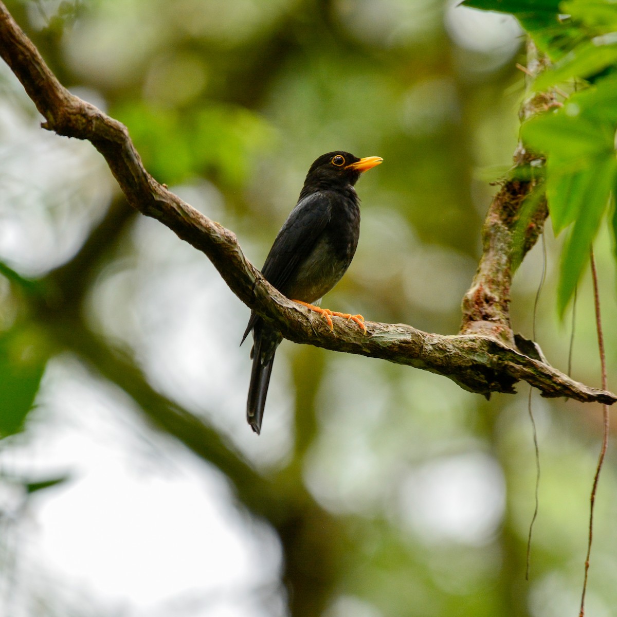 Yellow-legged Thrush - ML647099038