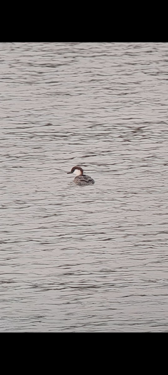 Smew - ML647099042