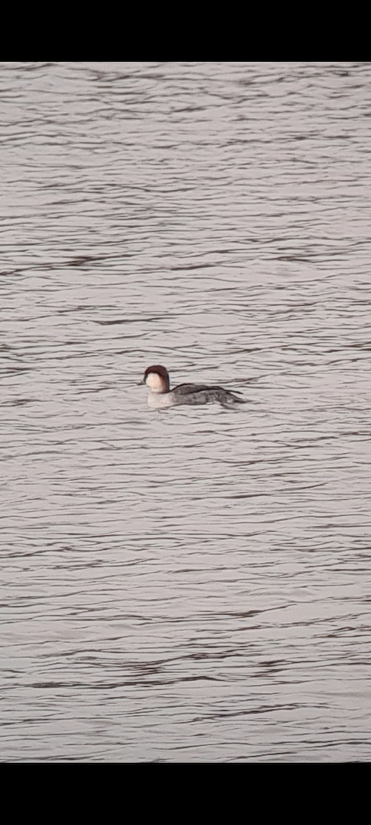 Smew - ML647099043