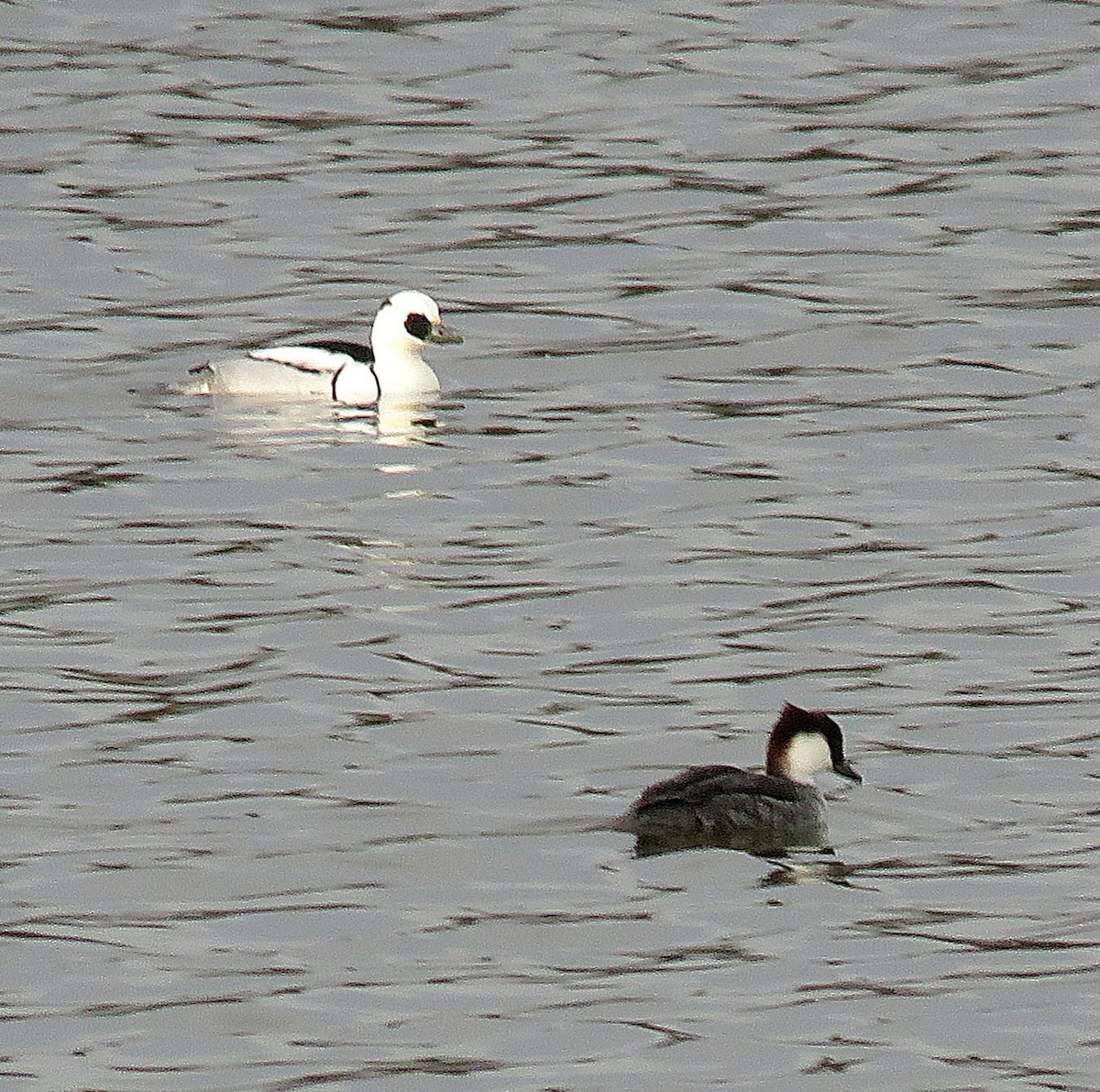 Smew - ML647099044