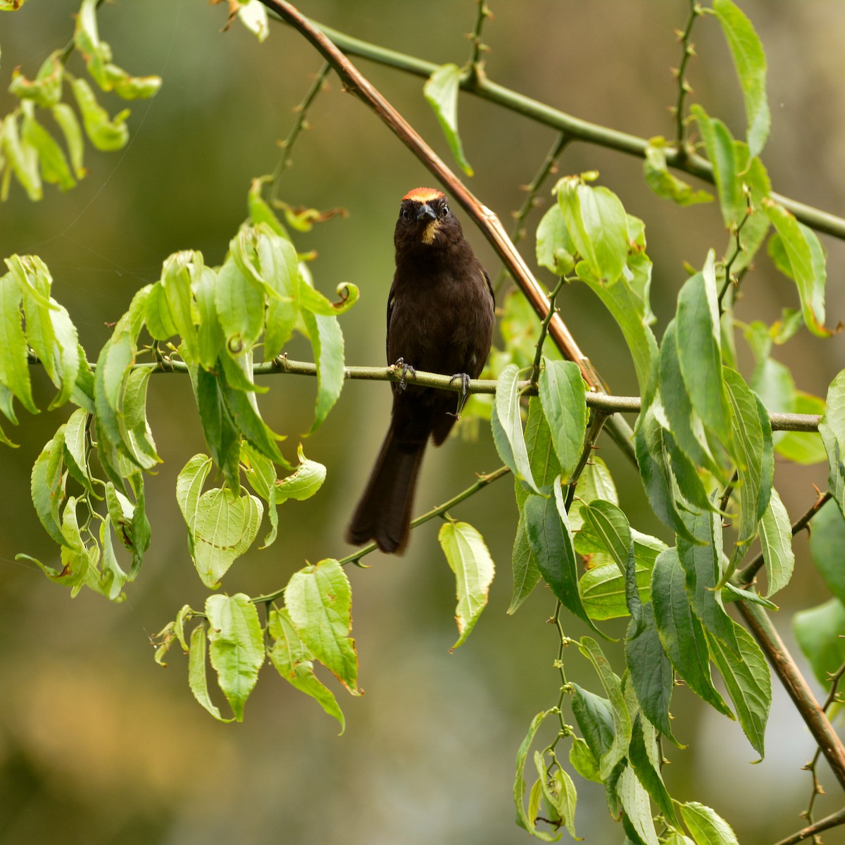 Flame-crested Tanager - ML647099047