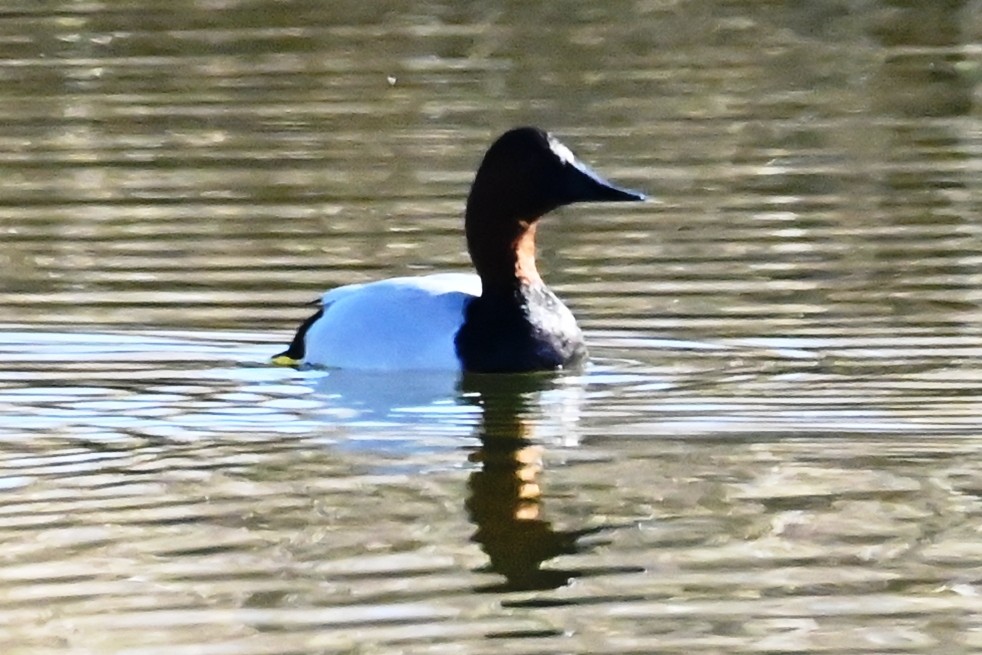Canvasback - ML647099048