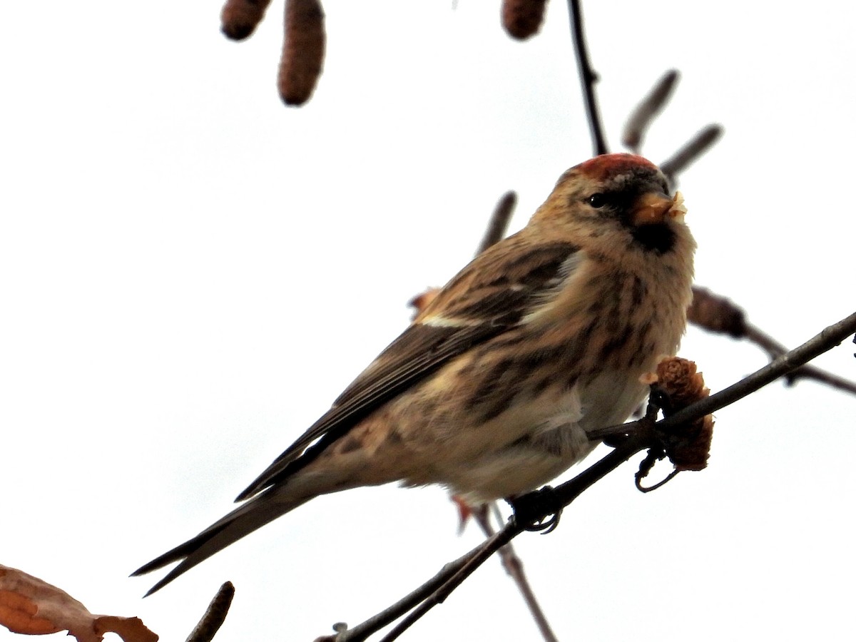 Дөлөн цэгцүүхэй - ML647099049