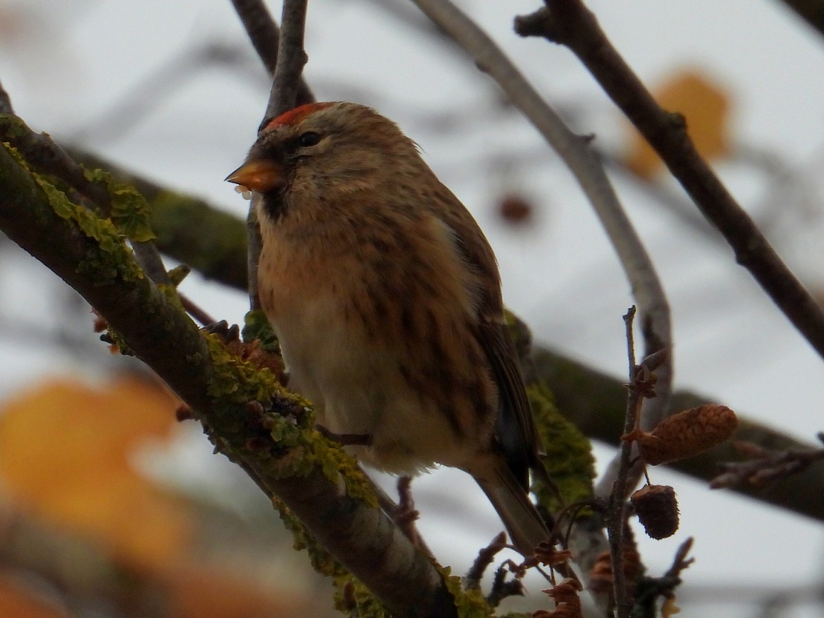 Дөлөн цэгцүүхэй - ML647099050