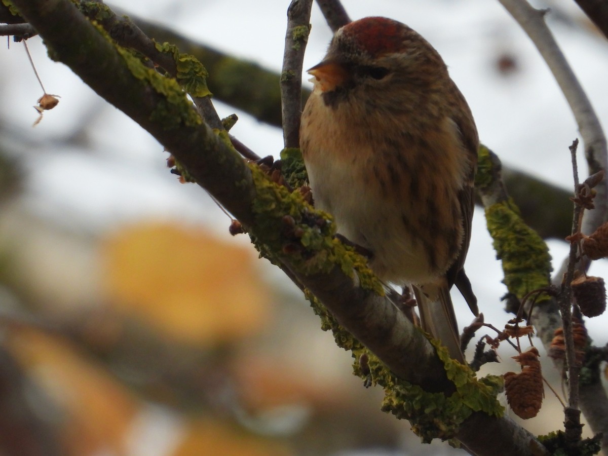 Дөлөн цэгцүүхэй - ML647099051