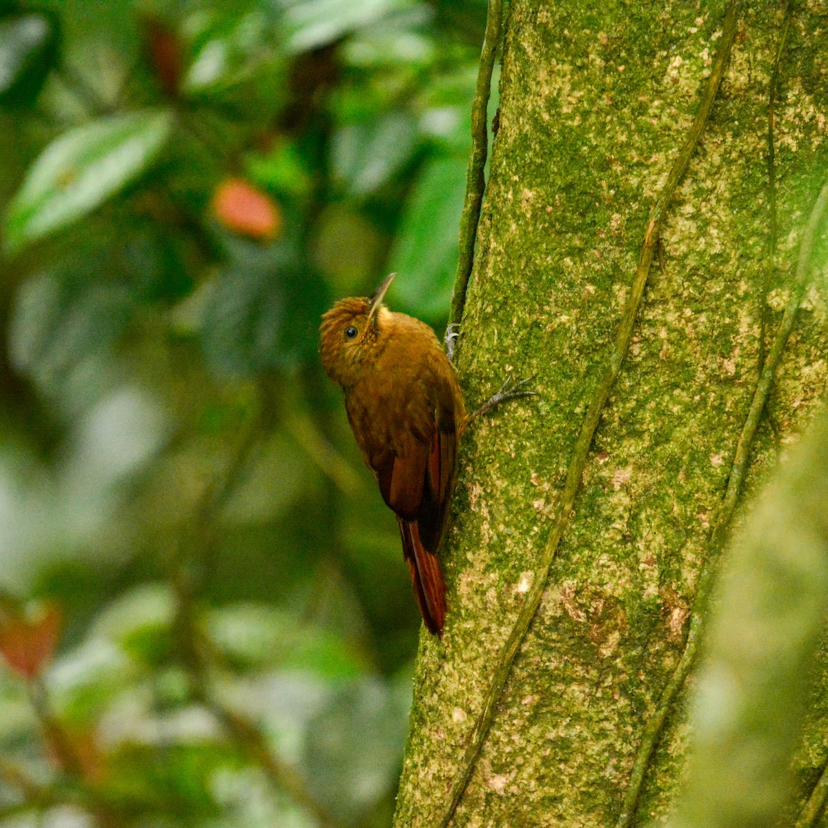 Plain-winged Woodcreeper (Plain-winged) - ML647099053