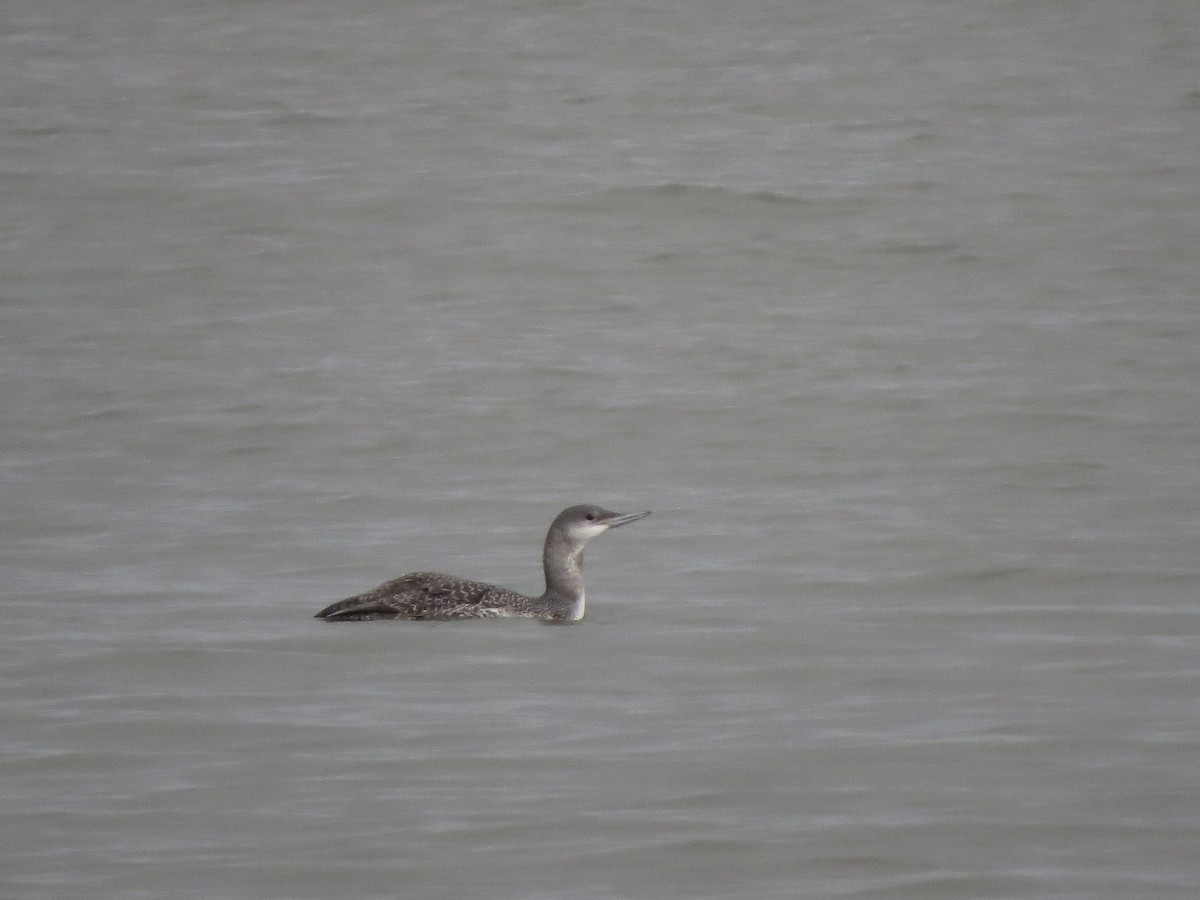 Sterntaucher - ML647099058