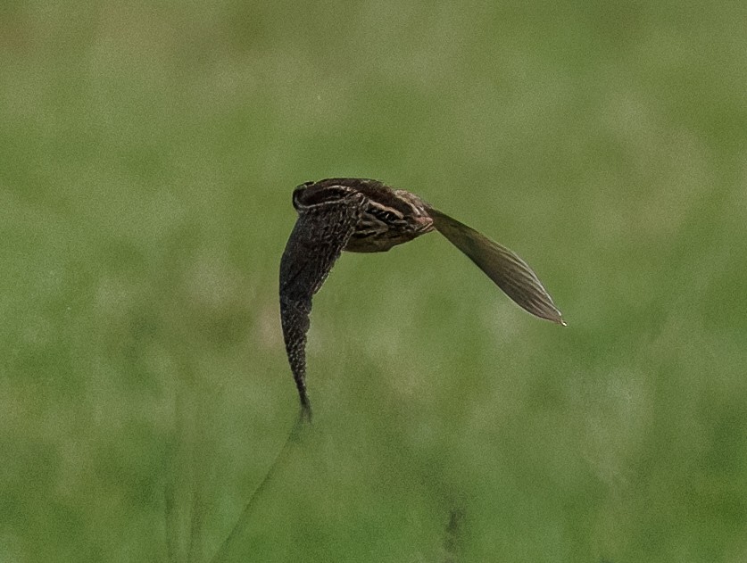 Galeper eurasiarra - ML647099060